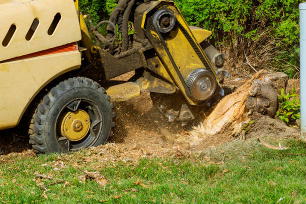 Tree Root Removal in Salem, NC